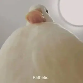 🐥 Pathetic. oiseau, blanc, mème, pathétique, animal telegram sticker