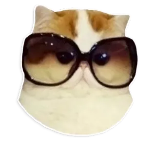 💅 gato, gafas de sol, animal, lindo, cool, mascota, divertido telegram sticker