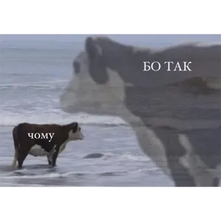 🤗 БО ТАК
чому cow, beach, animal, meme, humor telegram sticker