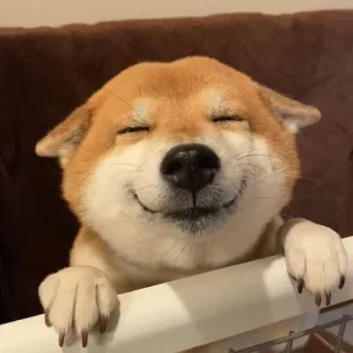 😋 собака, шиба ину, улыбается, милый, питомец, животное telegram sticker