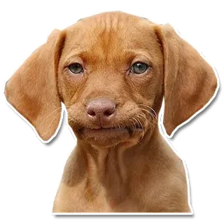 😐 chien, chiot, mignon, vizsla, animal de compagnie, animal telegram sticker