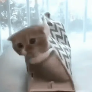 ♟ кот, животное, котёнок, милый, домашнее животное telegram sticker