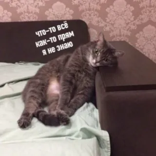 😕 что-то всё как-то прям я не знаю แมว, สีเทา, ขี้เกียจ, เบื่อ, รัสเซีย whatsapp sticker