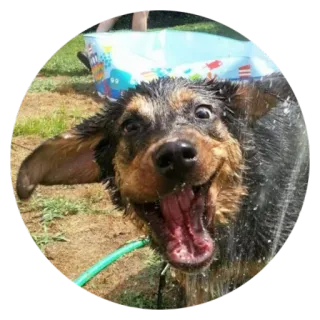 😝 Hund, nass, aufgeregt, fröhlich, Haustier, Tier telegram sticker