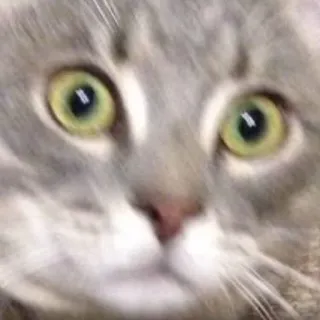 😳 Katze, Tier, Haustier, Katzenartig, Nahaufnahme, Nahaufnahme telegram sticker