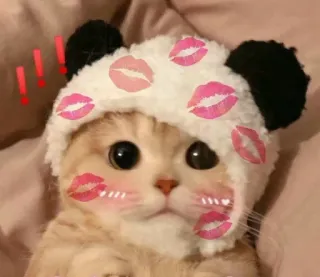 💗 cat, kitten, panda, kiss, cute, sticker, animal telegram sticker