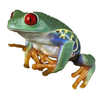 🐸 カエル, アカメアマガエル, 両生類, 動物, 自然, 野生動物 telegram sticker
