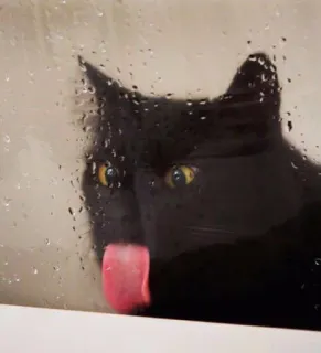 😜 gatto, leccare, finestra, gatto nero, animale domestico, animale, carino, divertente whatsapp sticker