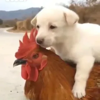 🐕 filhote, cachorro, galo, frango, animais, fofo, amizade telegram sticker