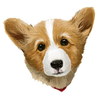 🐶 corgi, chó, động vật, thú cưng, chó con, dễ thương, chân dung telegram sticker
