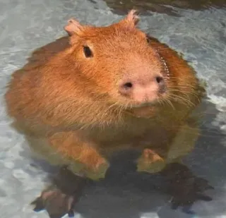 😶 Capybara, Animal, Rongevur, Natation, Eau, Mignon whatsapp sticker