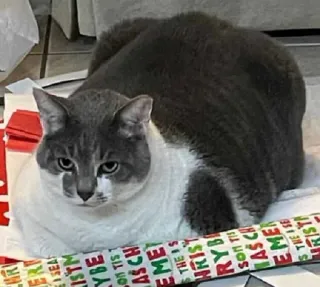 😠 ERT
SEA
ISTM
YBE
ON TIS T
ASCH
EME
THE S
HRIST
RYB
SON son TI
AS CH
EMER
S THE SE
IST cat, animal, pet, domestic cat, christmas, holiday, cute telegram sticker