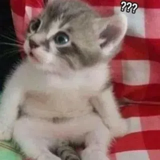 😂 ??? 猫, 子猫, 動物, 質問, かわいい, 困惑 whatsapp sticker