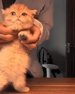 🤩 kat, kitten, dier, huisdier, schattig, fluffy, Scottish Fold whatsapp sticker