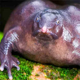 😳 Frosch, Lila Frosch, Tier, Wildtier, Natur, Amphibie telegram sticker