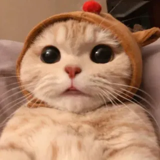 😺 gato, fofo, animal, animal de estimação, gatinho, rena whatsapp sticker