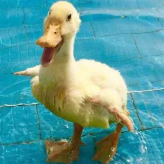 😄 duck, swimming, water, bird, pool, animal whatsapp sticker