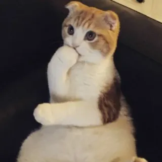 🐈 kat, schattig, dier, huisdier telegram sticker