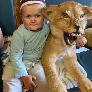 🐯 Hasbulla Hasbulla, lion, enfant, Daghestan, mignon telegram sticker