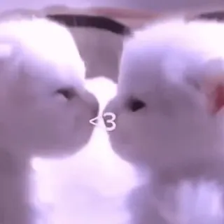 😘 <3 Katze, süß, Liebe, Herz whatsapp sticker