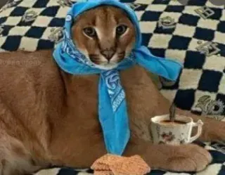 ☕ кот, Флоппа, каракал, животное, мем, смешной, бабушка, шарф, чай, печенье telegram sticker