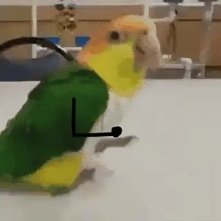😊 オウム, 鳥, 動物, 面白い telegram sticker