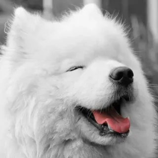 ❤️ hund, samojede, süß, flauschig, glücklich, lächelnd, haustier, tier telegram sticker