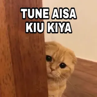 🍁 TUNE AISA KIU KIYA Katze, süß, Meme, traurig, Haustier, Kätzchen, lustig telegram sticker