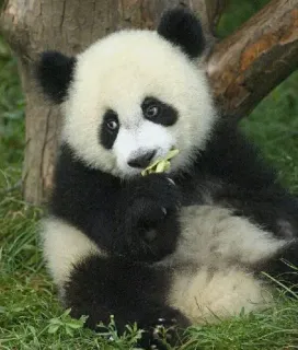 🙁 Panda, Animal, Fofo, Urso, Vida selvagem telegram sticker