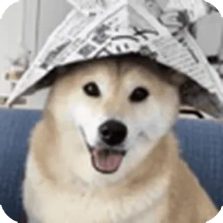 🌟