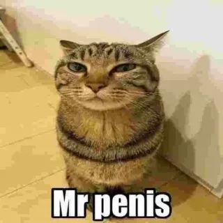 🤔 Mr penis cat, meme, offensive, pet, animal telegram sticker
