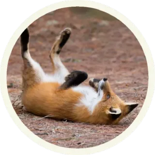 😴 vos, dier, wilde dieren, schattig, natuur, zoogdier telegram sticker