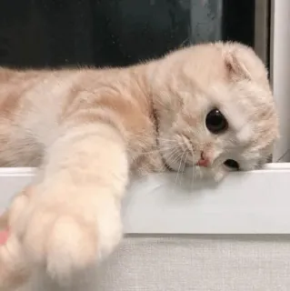 🍥 gatinho, gato, fofo, animal, animal de estimação, doméstico telegram sticker