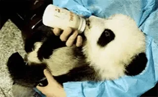 🐼 Panda, Binatang, Bayi panda, Lucu, Memberi makan, Botol, Satwa liar whatsapp sticker