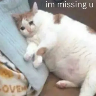 🤩 im missing u chat, tu me manques, triste, animal de compagnie, animal, mème whatsapp sticker