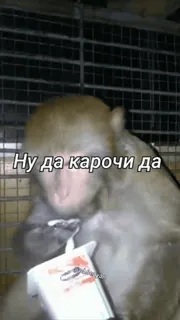 🌟 Ну да карочи да monkey, smoking, meme, animal, cigarette, humor whatsapp sticker