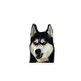 😡 dog, husky, angry, animal, pet, siberian husky telegram sticker