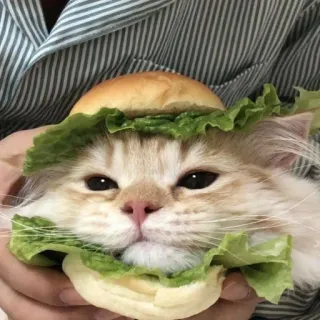 🍔 고양이, 버거, 샌드위치, 귀여운, 동물, 애완 동물 telegram sticker