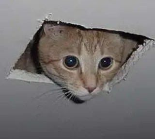 👁 gatto, soffitto, buco, animale, animale domestico, divertente telegram sticker
