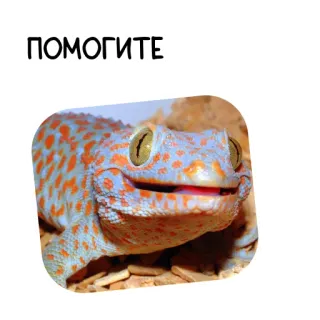 😟 ПОМОГИТЕ 도마뱀붙이, 도마뱀, 동물, 도움 telegram sticker