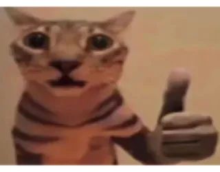 👍 cat, thumb up, meme, animal, positive, okay whatsapp sticker