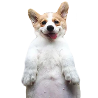 😜 perro, corgi, animal, lindo, feliz whatsapp sticker