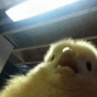 🧈 poussin, oiseau, animal, volaille, mignon, bébé poulet telegram sticker