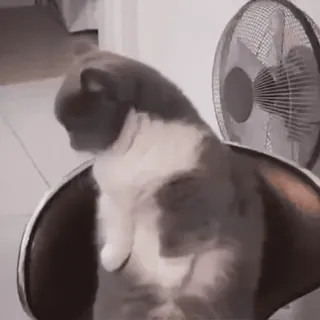 🥱 cat, fan, animal, pet, domestic animal, funny telegram sticker