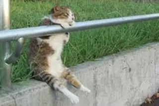 😶 cat, animal, funny, humor, pet, outside, fence telegram sticker