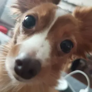 😳 собака, животное, милый, щенок, питомец, домашнее животное, млекопитающее telegram sticker