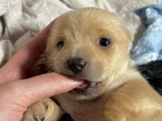 😋 puppy, dog, animal, cute, pet, young dog telegram sticker