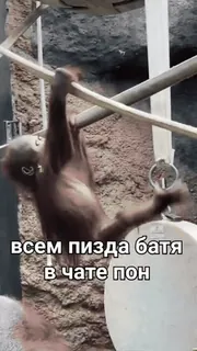 🐒 всем пизда батя
в чате пон 동물, 원숭이, 영장류, 동물원, 불쾌한 언어 whatsapp sticker