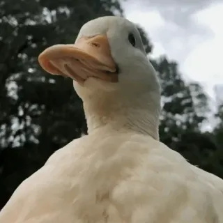 🦆 pato, pássaro, animal, natureza, branco, bico telegram sticker