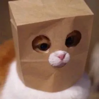 😼 chat, sac en papier, animal, animal de compagnie, drôle, mignon telegram sticker